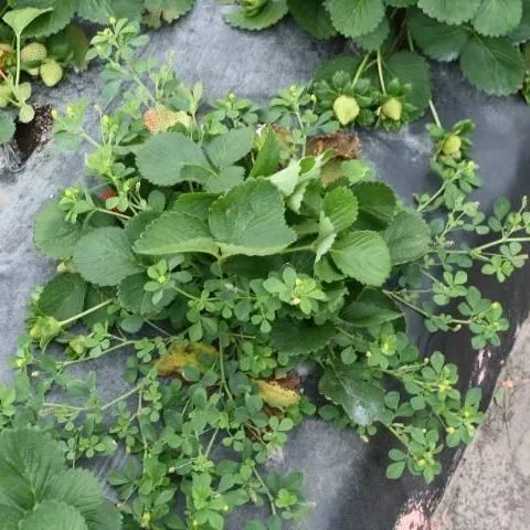 thumbnail for publication: Control of Black Medic in Strawberry Production